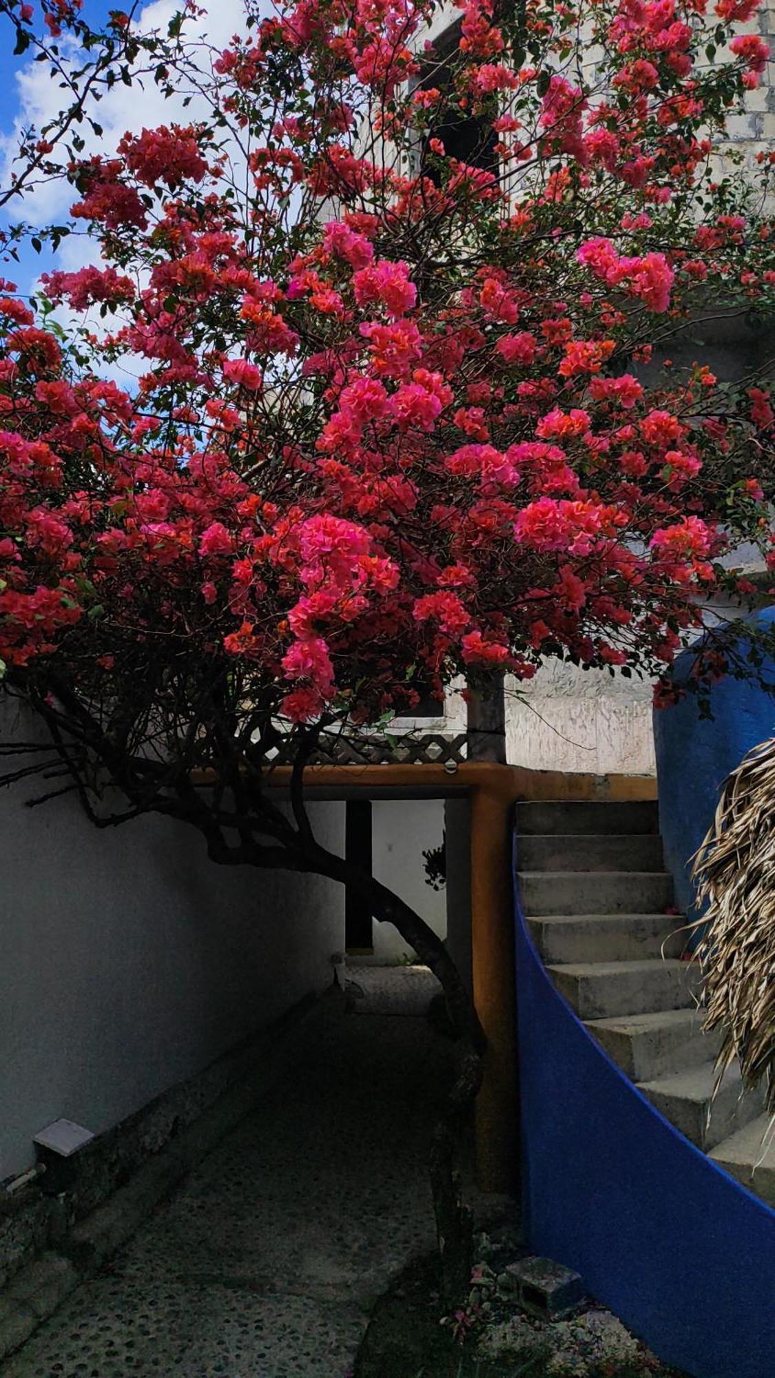 Amaranto Bed And Breakfast Cozumel Bagian luar foto